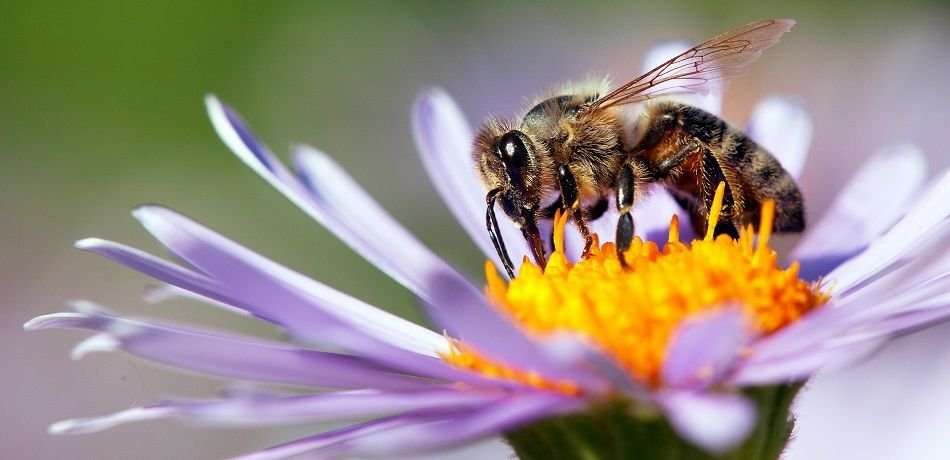 image for France Is The First Country To Ban All Five Bee-Killing Pesticides