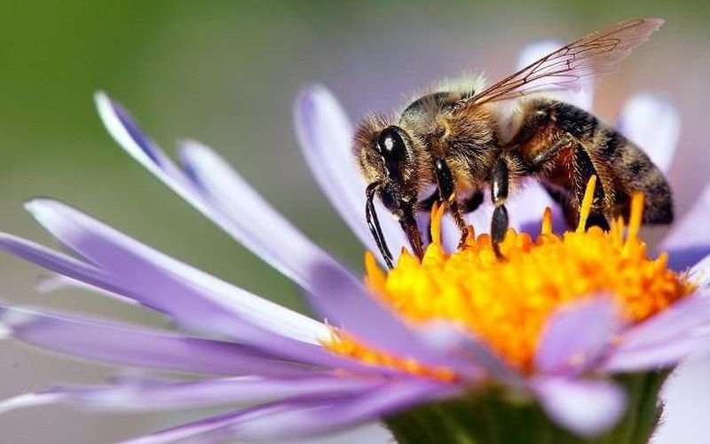 image for France Is The First Country To Ban All Five Bee-Killing Pesticides
