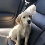 image for Golden Retriever puppy I just brought home