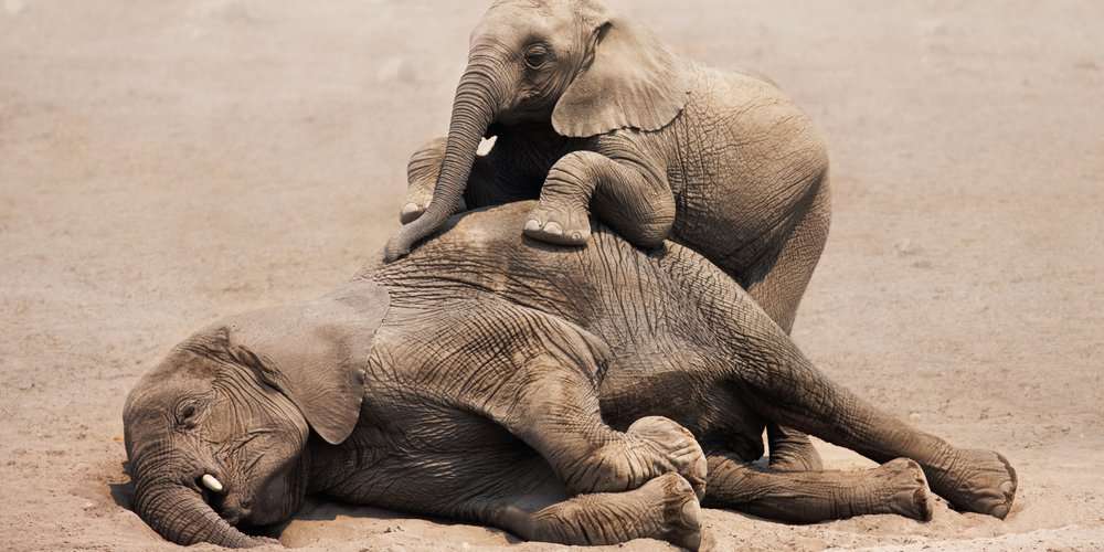 image for African elephants are evolving to not grow tusks because of poachers