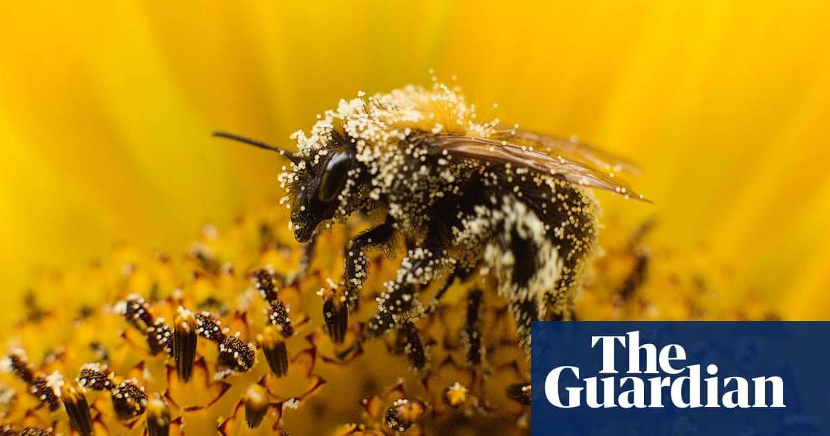 image for Scientist unveils blueprint to save bees and enrich farmers