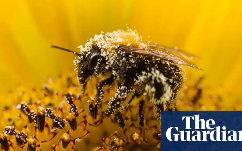 image for Scientist unveils blueprint to save bees and enrich farmers