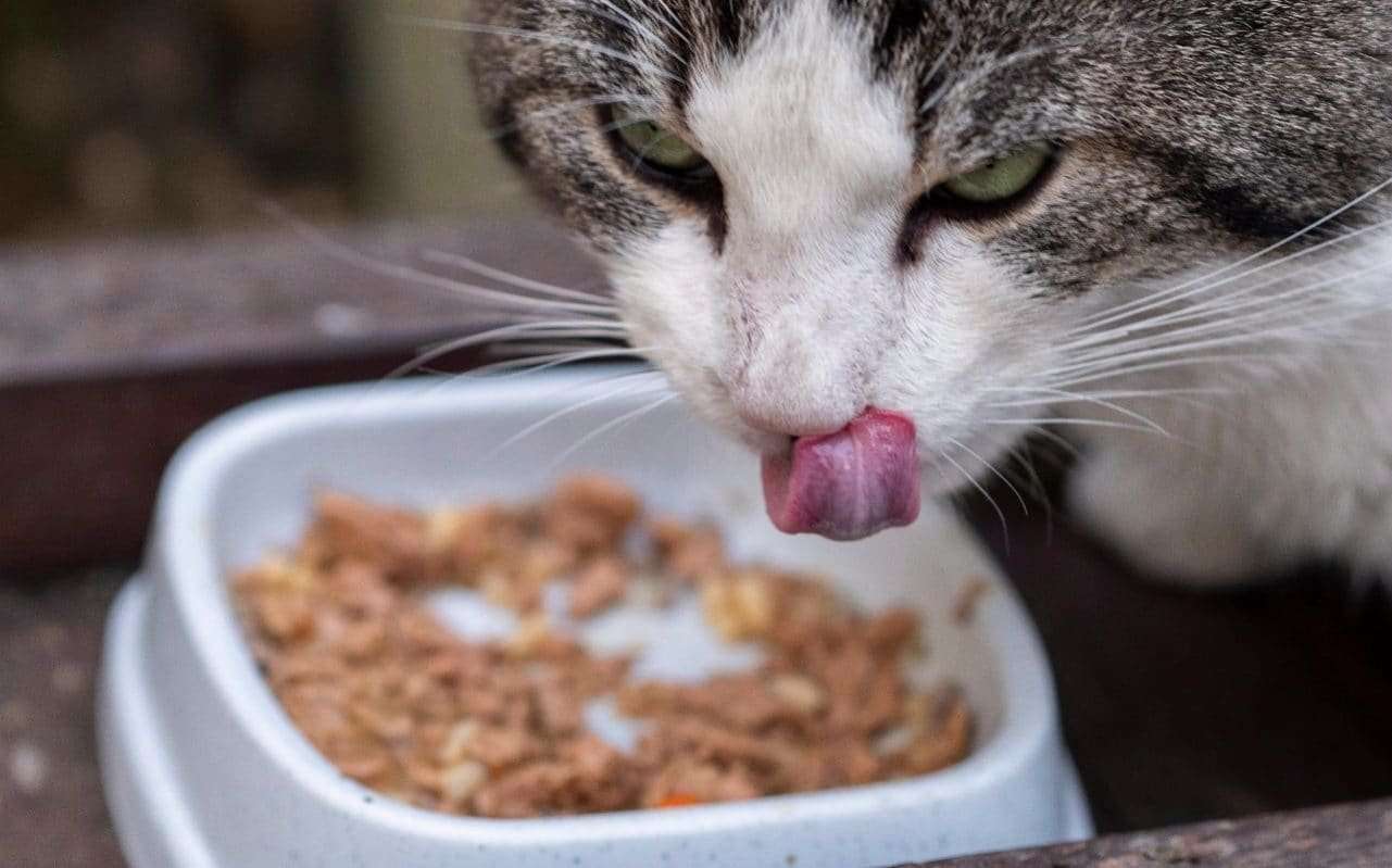 image for Pet owners who force their cats to be vegan could risk breaking the law