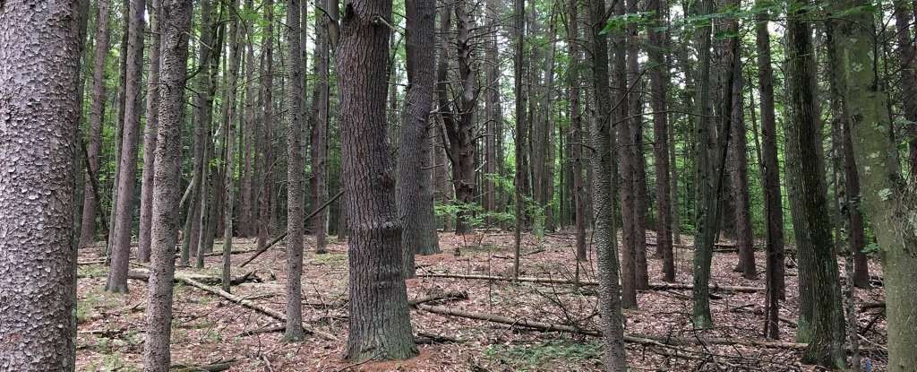 image for Scientists Have Found Rare Giant Viruses Lurking in The Soil of a US Forest