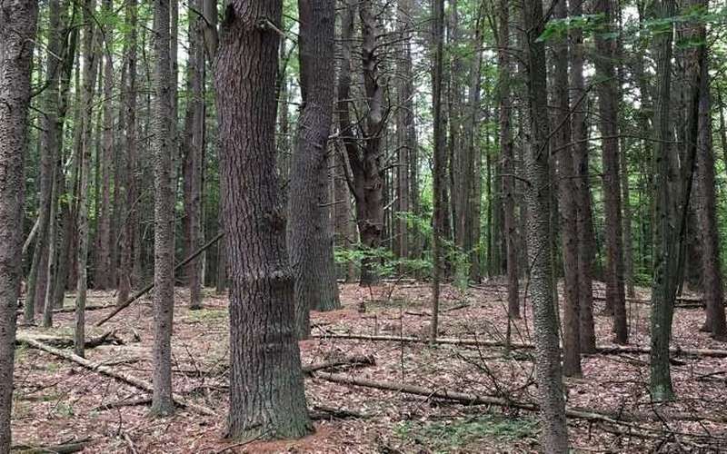 image for Scientists Have Found Rare Giant Viruses Lurking in The Soil of a US Forest