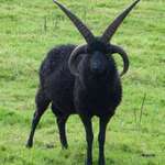 image for 🔥 Hebridean Sheep will often grow two pairs of horns🔥