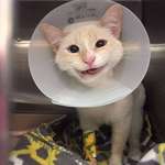 image for Rescue cat with a broken jaw showing off the most adorable smile as he recovers