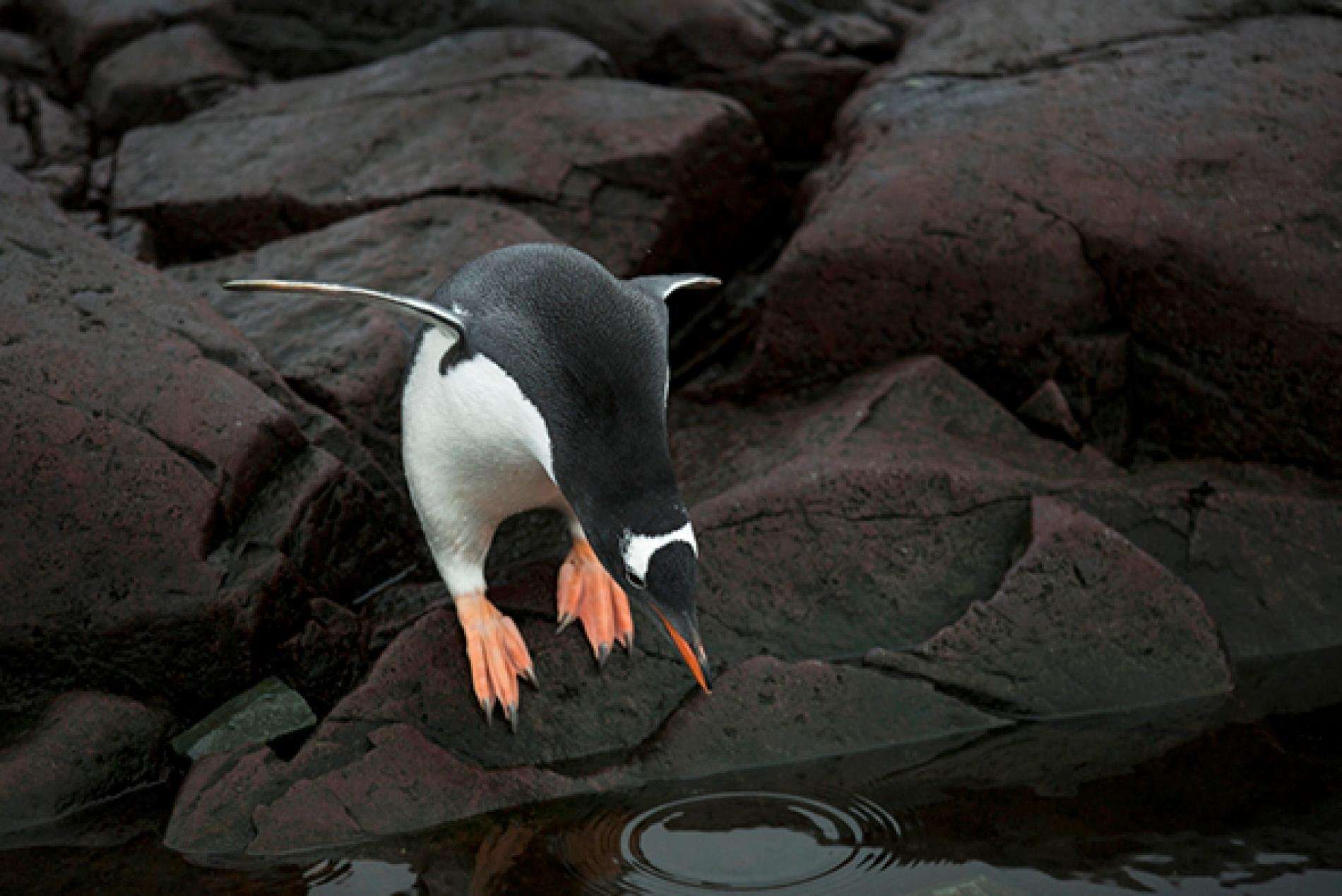 image for Penguinsâ Not-So-Adorable Contribution to Life in Antarctica