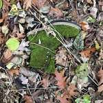 image for This moss covered boot found in the woods.