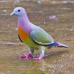 image for A tropical pigeon