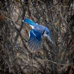 image for My Dad caught a pretty cool picture of a Blue Jay