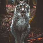 image for 🔥 Bobcat In Germany 🔥