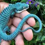 image for The endangered Mexican Alligator Lizard