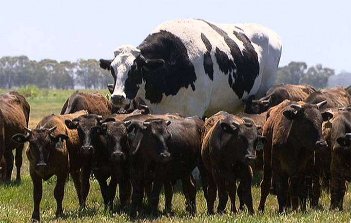 image for Massive cow named Knickers has been deemed too large to eat