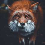 image for 🔥 Red Fox in Germany 🔥