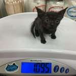 image for Tiny gremlin at just over a pound.