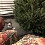 image for Girlfriend’s Cat has Never Seen Christmas Tree Before