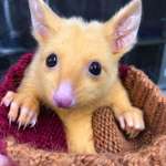 image for Possum found in Australia with genetic mutation causes Pikachu effect.