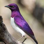 image for 💜 Violet-Backed-Starling 🍆