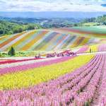 image for Flower farms in Hokkaido, Japan.