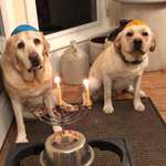 image for How my mother decided to celebrate Hanukkah while her kids are away at college
