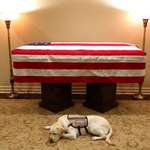 image for Sully, former President George H.W. Bush's service dog, lies next to his casket ahead of national memorial services for Bush this week.