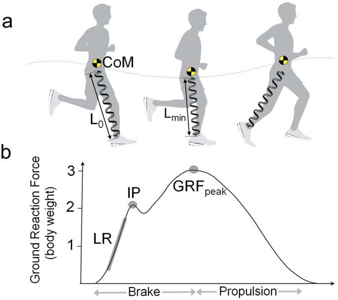 image for Running in highly cushioned shoes increases leg stiffness and amplifies impact loading