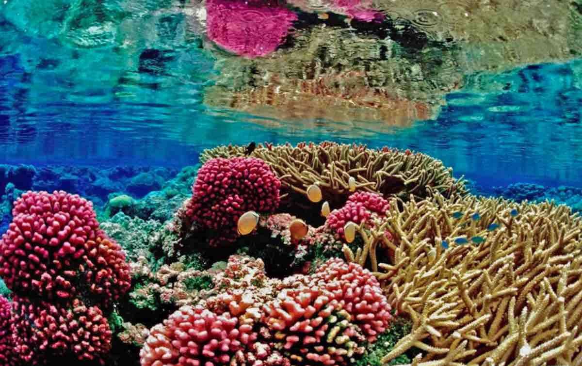 image for Man Postpones Retirement to Save Reefs After He Accidentally Discovers How to Make Coral Grow 40 Times Faster
