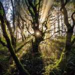 image for A light pierced through. Cape Perpetua, Oregon, USA. [OC][1080x1350] @NatureProfessor