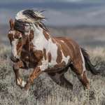 image for 🔥 Wild Mustang Horse 🔥