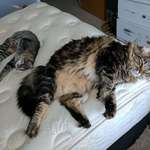 image for Size comparison of my Maine Coon to my American Shorthair