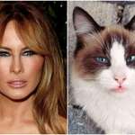 image for My sister says that our cat looks like Melania Trump