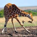 image for 🔥 Giraffe sneezing so hard even the birds flee 🔥