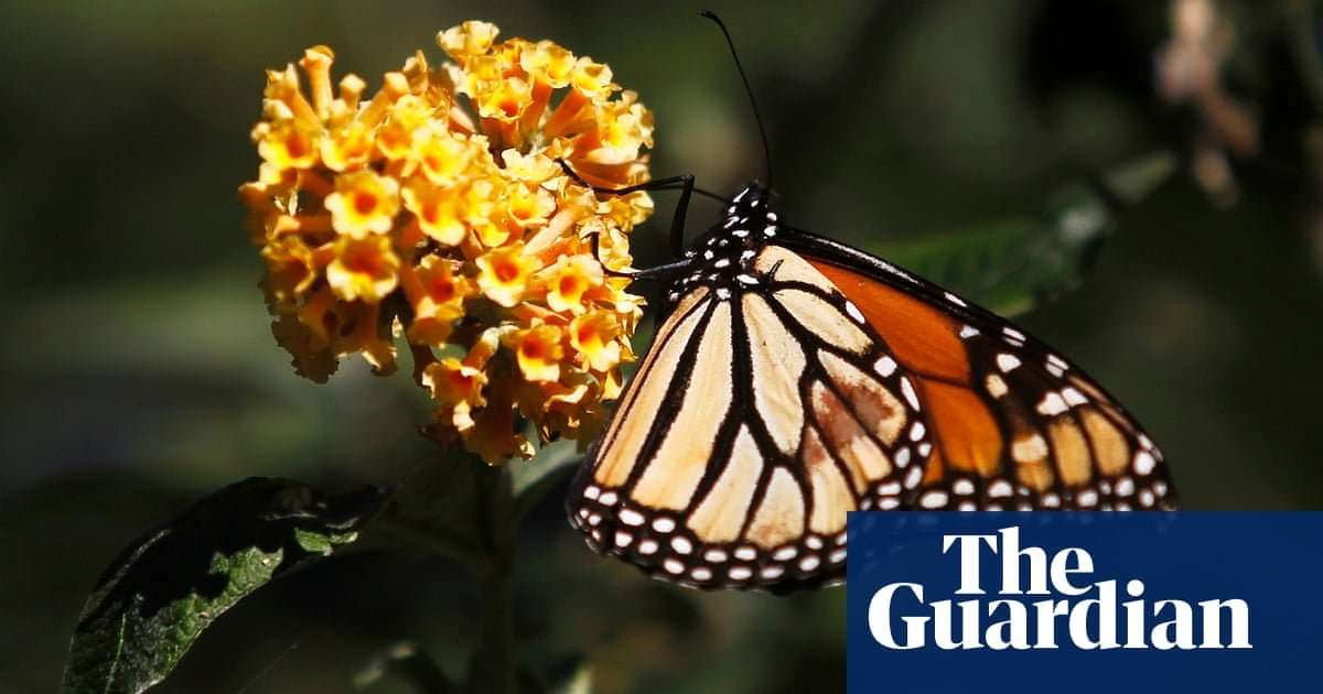 image for 'It's a sad reality': a troubling trend sees a 97% decline in monarch butterflies