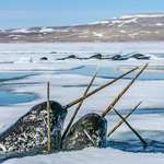 image for The ever elusive Narwhals in the Canadian Arctic, where it's home to ~90% of the population. Photo taken by Paul Nicklen