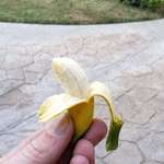 image for Harvested some bananas that grew in my backyard. I guess, success?