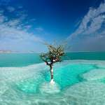 image for Lone Tree in the Dead Sea