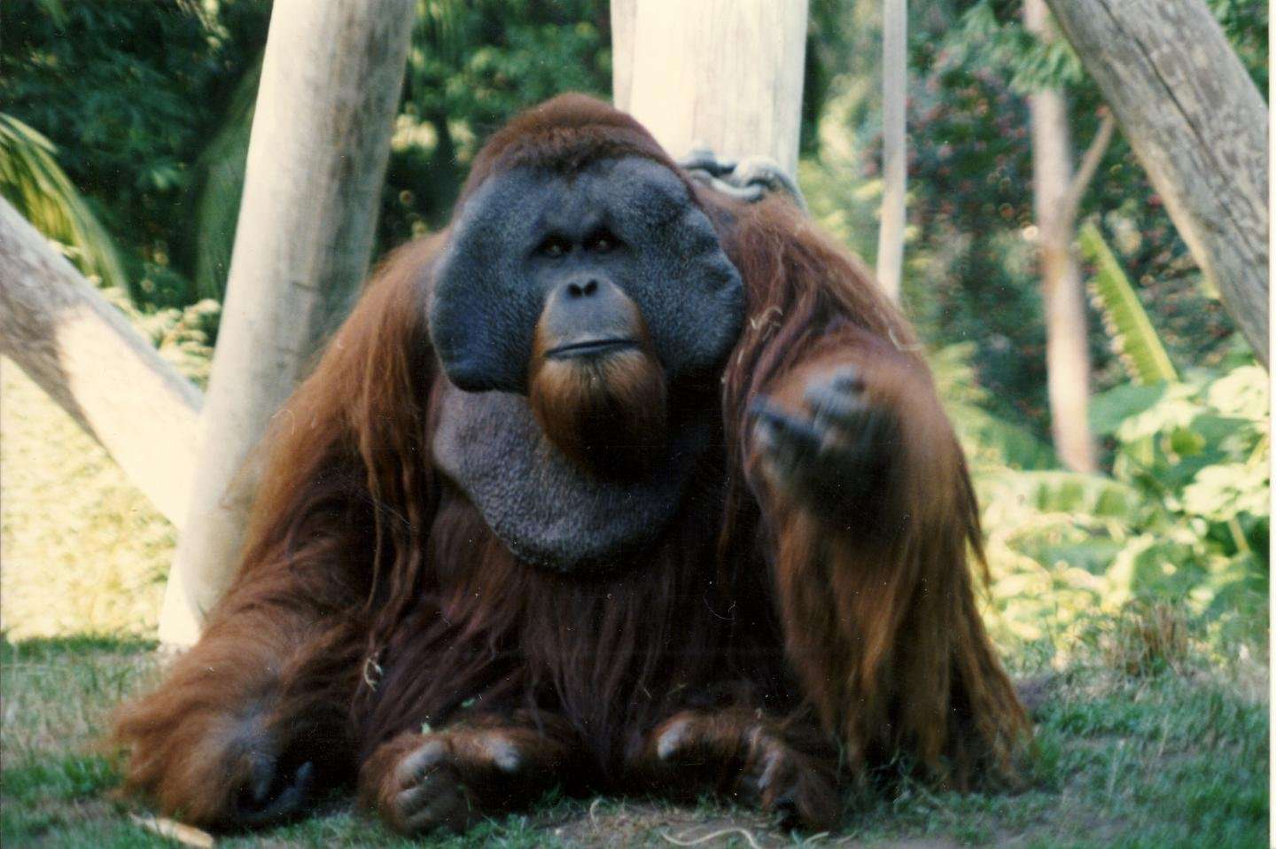 image for Meet Ken, San Diego Zoo’s Most Infamous (and Hairiest) Escape Artist