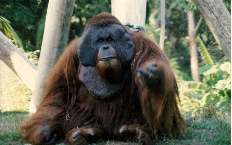 image for Meet Ken, San Diego Zoo’s Most Infamous (and Hairiest) Escape Artist