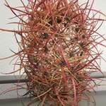 image for The way this dead cactus decomposed, leaving only the spines behind