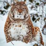 image for 🔥 This Lynx is an Absolute Unit 🔥