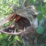 image for Birds using a dead Pike's mouth to nest.