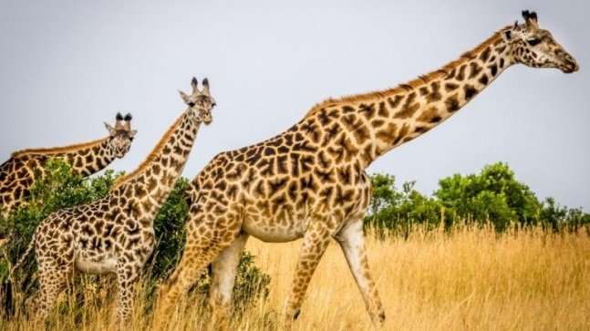 image for Giraffes just silently went to the list of endangered animals facing extinction