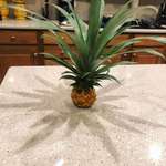 image for This itty-bitty pineapple my parents grew in Virginia.