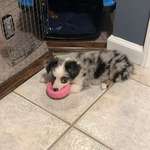 image for I’m 39. Never had a pet. Ever. and my wife just came home with a surprise Xmas gift. Omg I’m so excited and nervous. Me and my kids were jumping up and down. 10 week old little baby girl!!Now what to name a black white and grey mini Australian Shepherd?She has my heart! I’ll love you like my kids