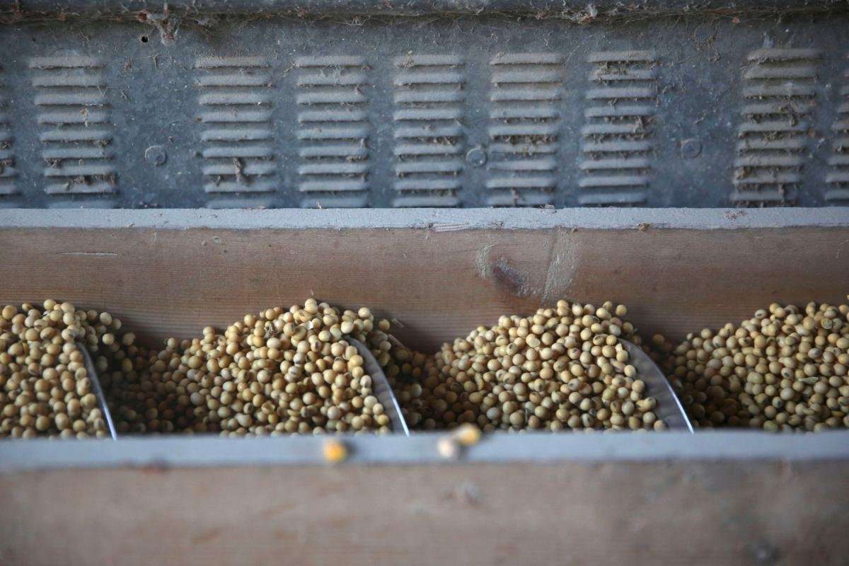 image for China imports zero U.S. soybeans in November for first time since trade war started