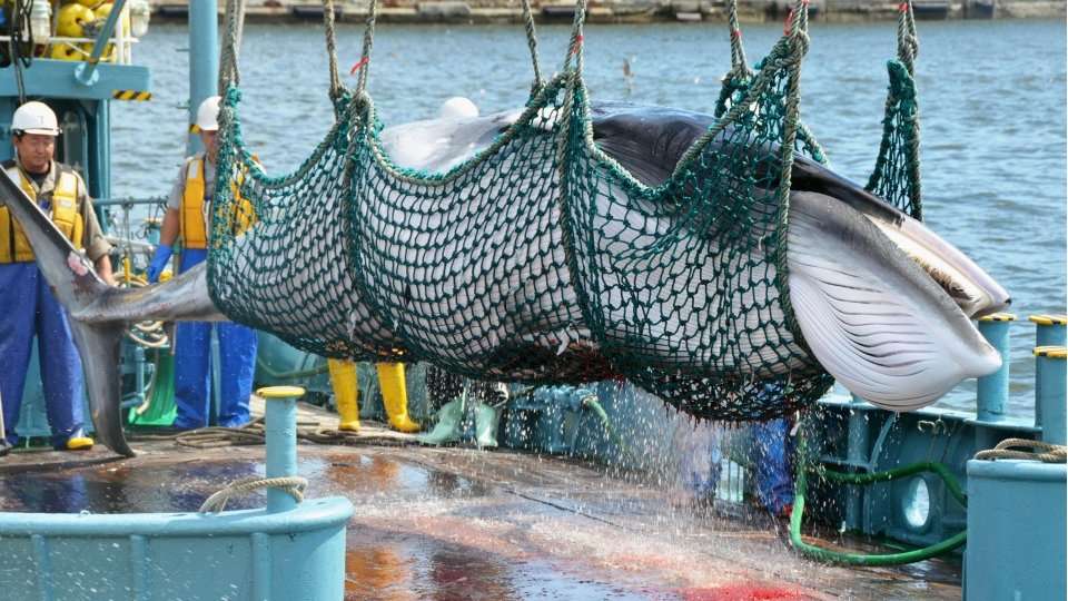 image for Japan to leave IWC, resume commercial whaling in July