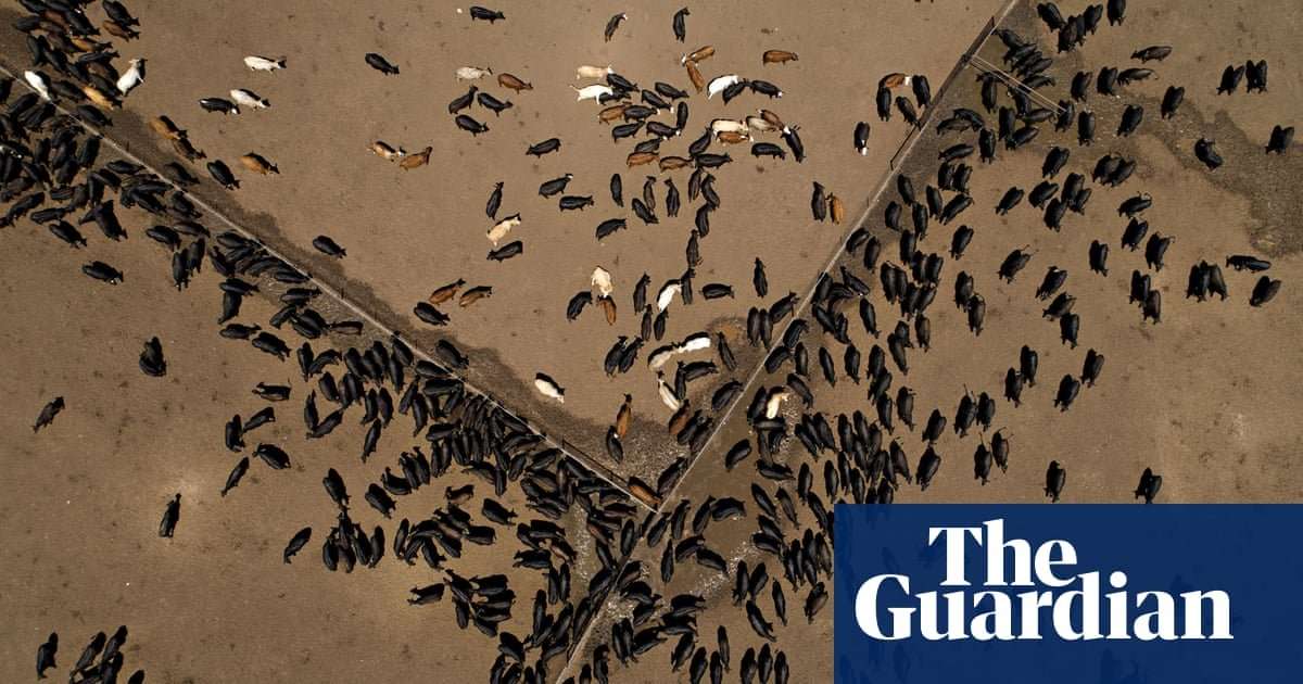 image for Why eating less meat is the best thing you can do for the planet in 2019