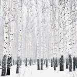 image for Winter birch forest