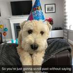 image for Birthday Doggo